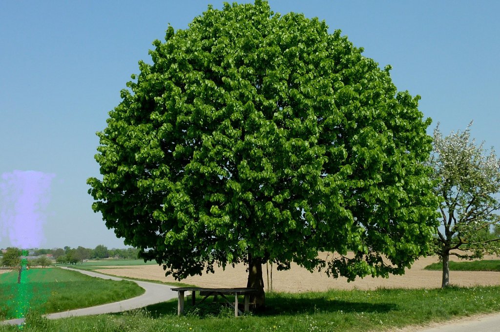 alleinstehender Lindenbaum in der Rheinebene im April 2011