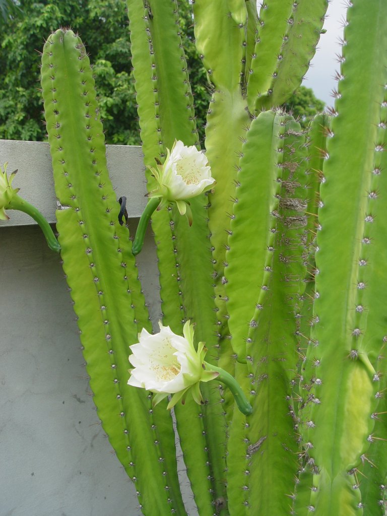 Am 04.06.2010 hatte dieser Kaktus mehrere Blten