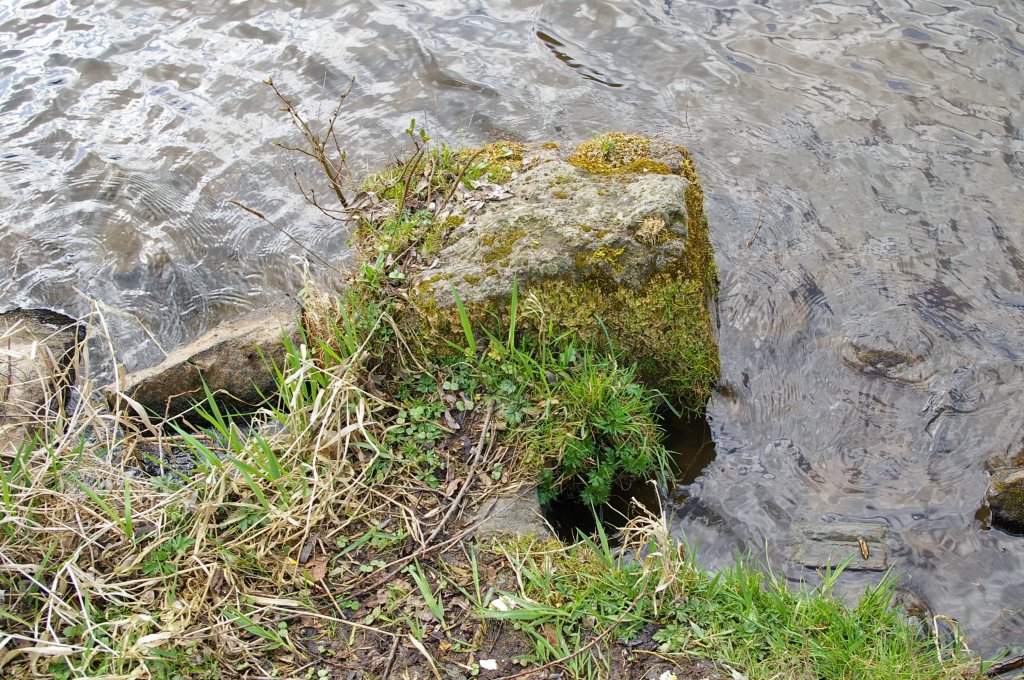 Am 1.4.2012 am Fulda-Ufer gesichtet, bewachsener Stein.