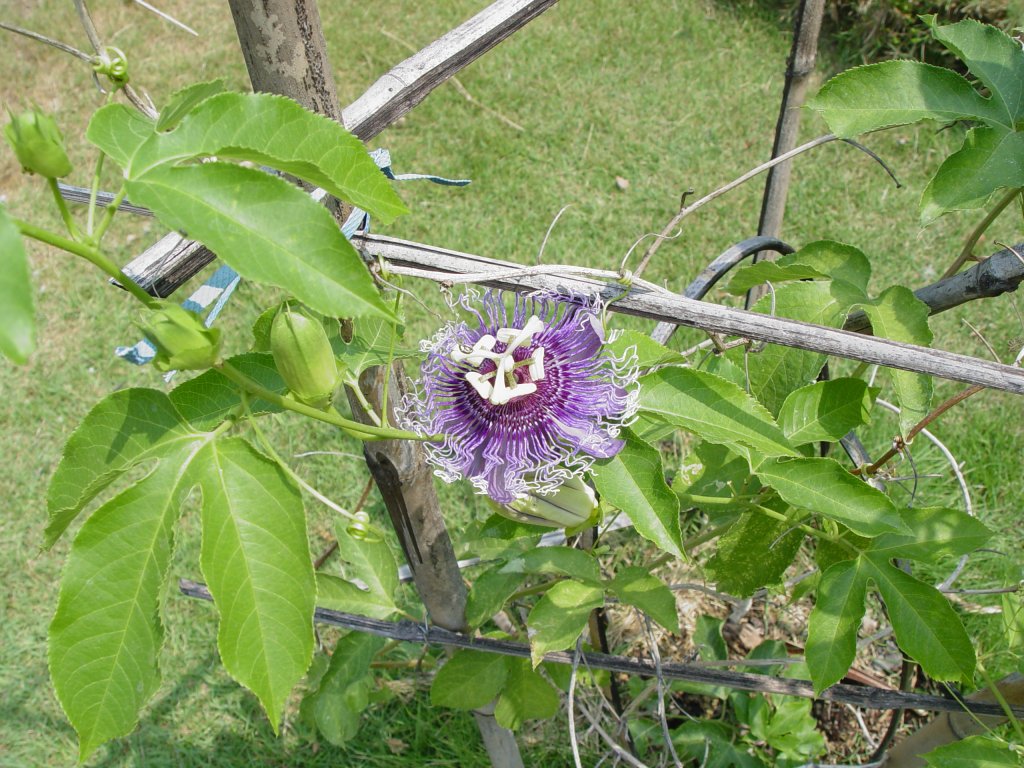 Am 27.03.2010 blhte bei mir im Garten diese Pflanze. Ich vermute es handelt sich um einen Christusdorn, bin aber nicht sicher