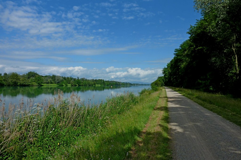 am Altrhein bei Breisach, Juli 2012
