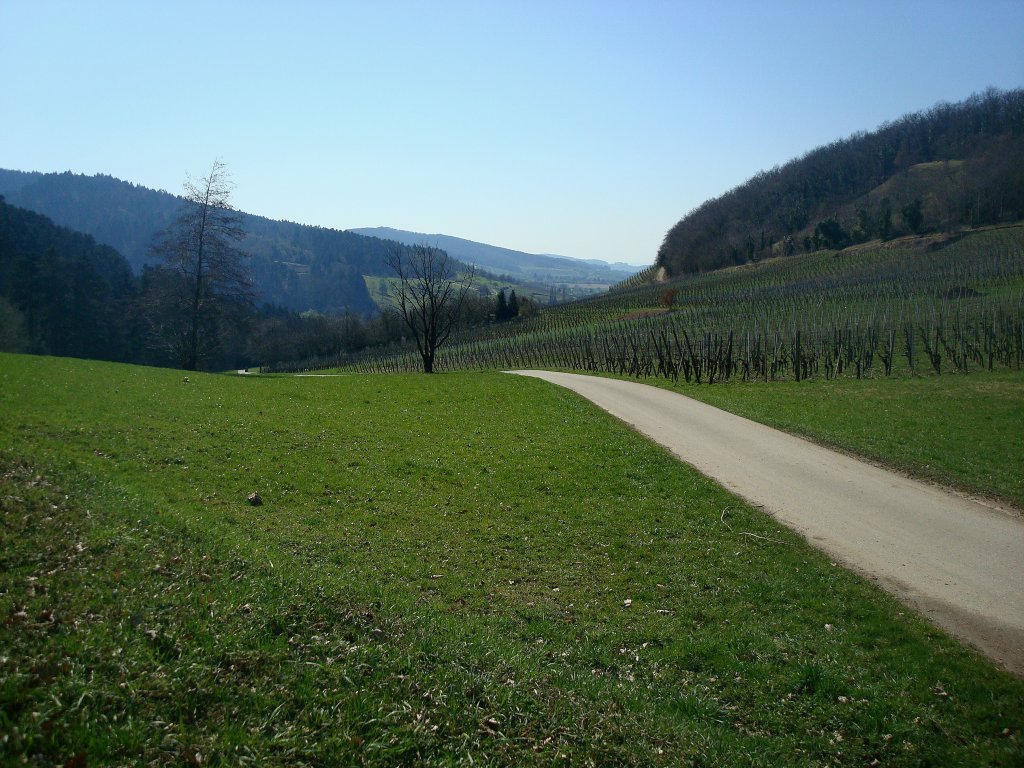 am Castellberg im Markgrflerland, Mrz 2011