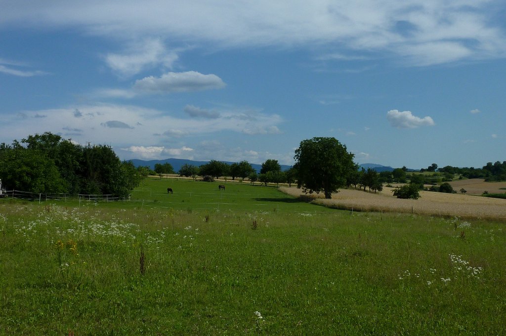 am Marchhgel in der Rheinebene, im Hintergrund der Schwarzwald, Juni 2011