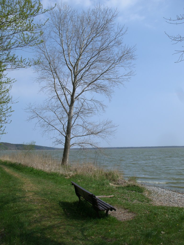 Am Spitzer Ort in Lietzow mit Blick zum Kleinen Jasmunder Bodden.Aufgenommen am 06.Mai 2013.