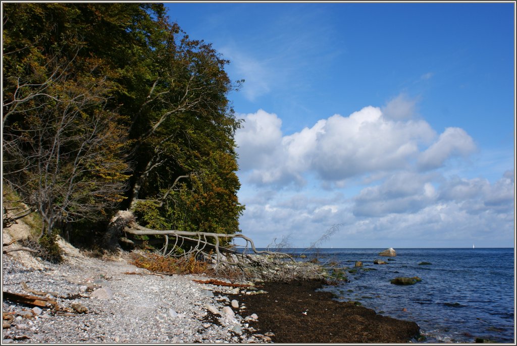 Am Ufer unter dem Knigsstuhl
(17.09.2010)