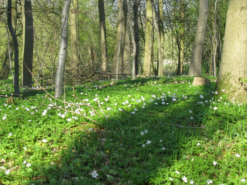 Anemonenteppich im Wald bei Badow (NWM) 24.04.2010