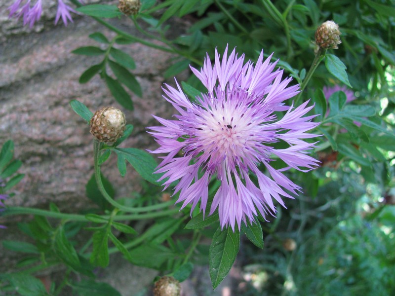 Anllich des Tages  Kunst offen  sah ich diese Kornblume in Carlow (NWM), 13.06.2011