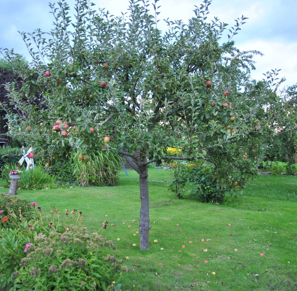 Apelbumchen in unseren Garten, fortografiert am 24.08.10.