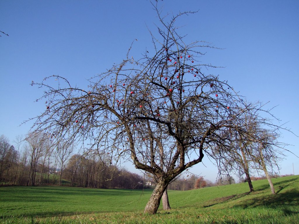 Apfelbaum mit seinen letzten roten Frchten;111113