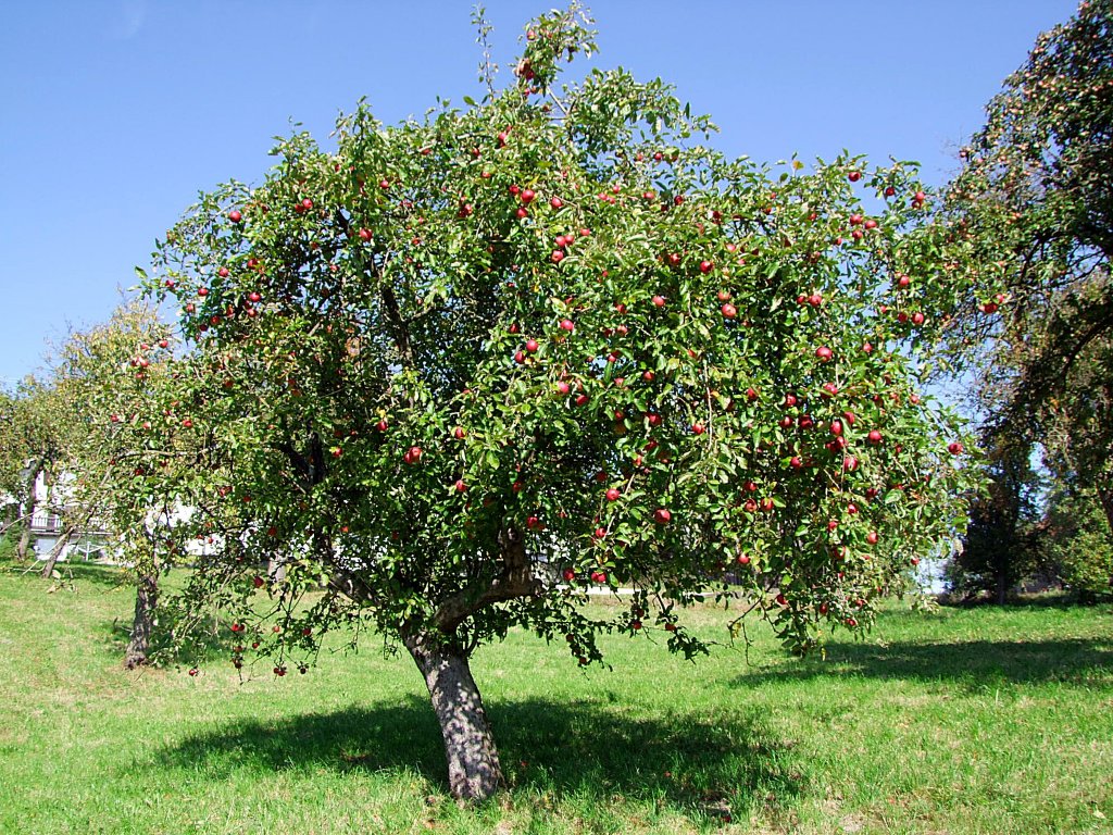 Apfelbaum trgt reichlich Frchte ;101003