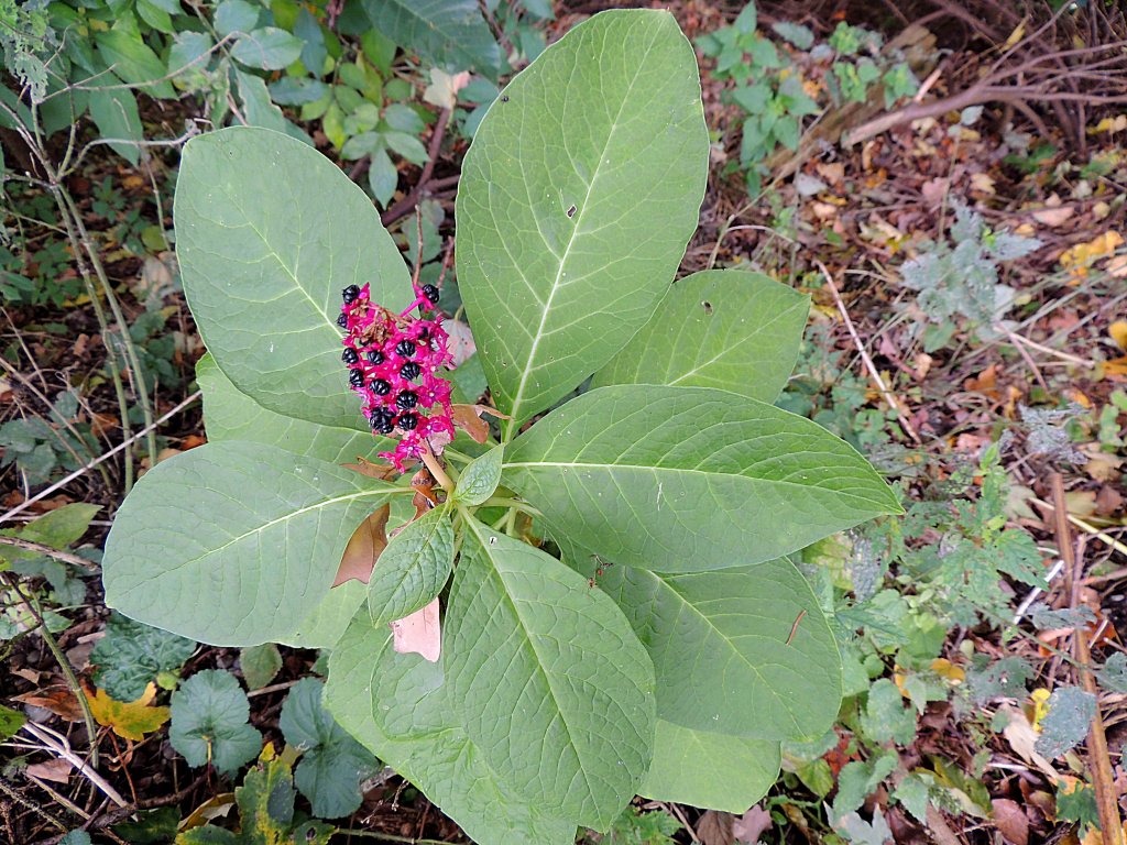 Asiatische-Kermesbeere(Phytolacca-esculenta)behauptet sich im wilden Gestrpp am Rande eines kleinen Mischwaldes; 121014