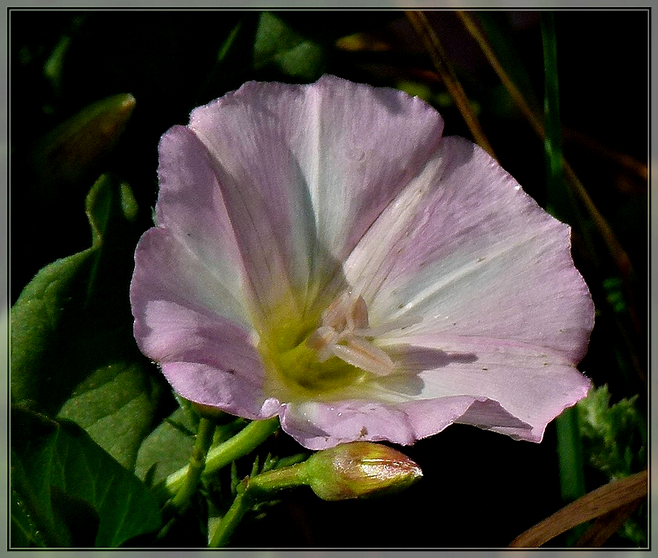 Auch wenn die Ackerwinde (Convolvulus arvensis) für jeden Hobbygärtner eine Plage ist, so sind die Blüten doch recht hübsch anzuschauen. 11.06.2011 (Jeanny)