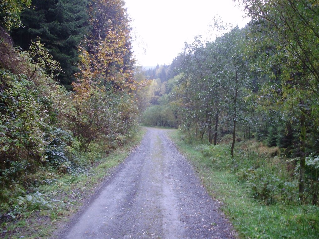 aufgenommen bei romkerhalle im okertal
waldweg mit herbstlandschft