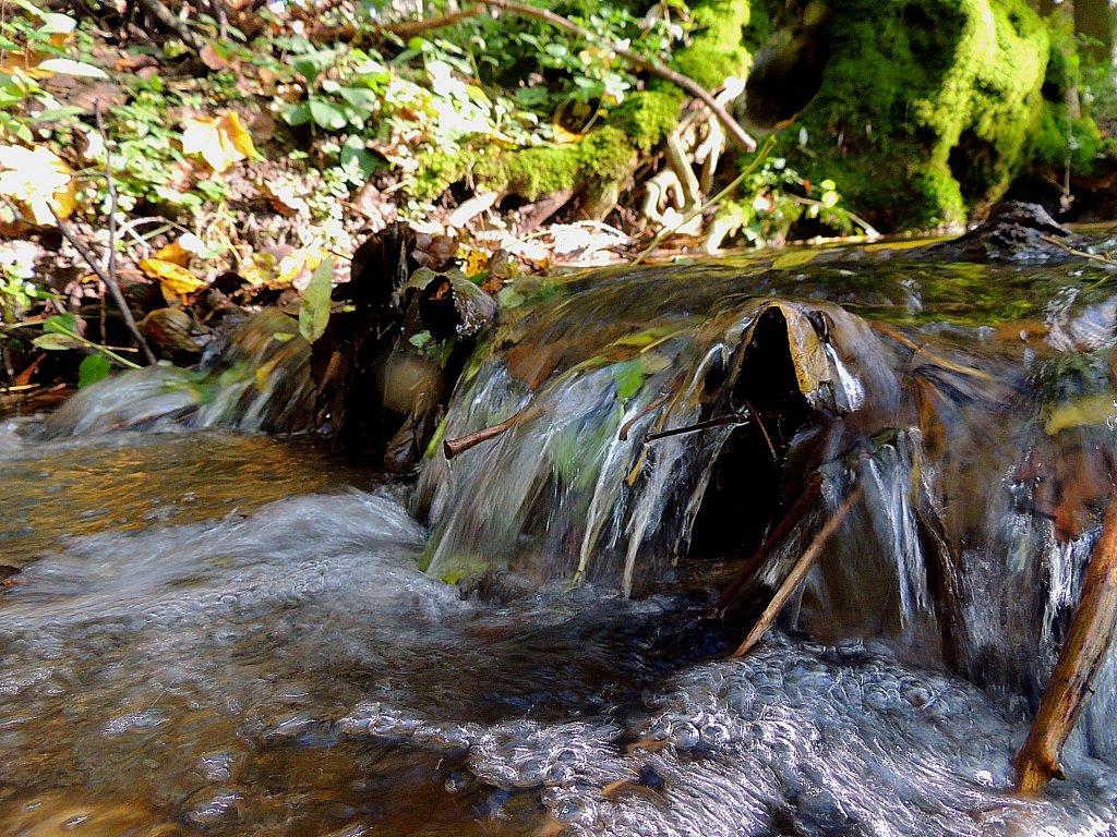 Aufgestaute Bltter verndern den Lauf des Wassers; 121020