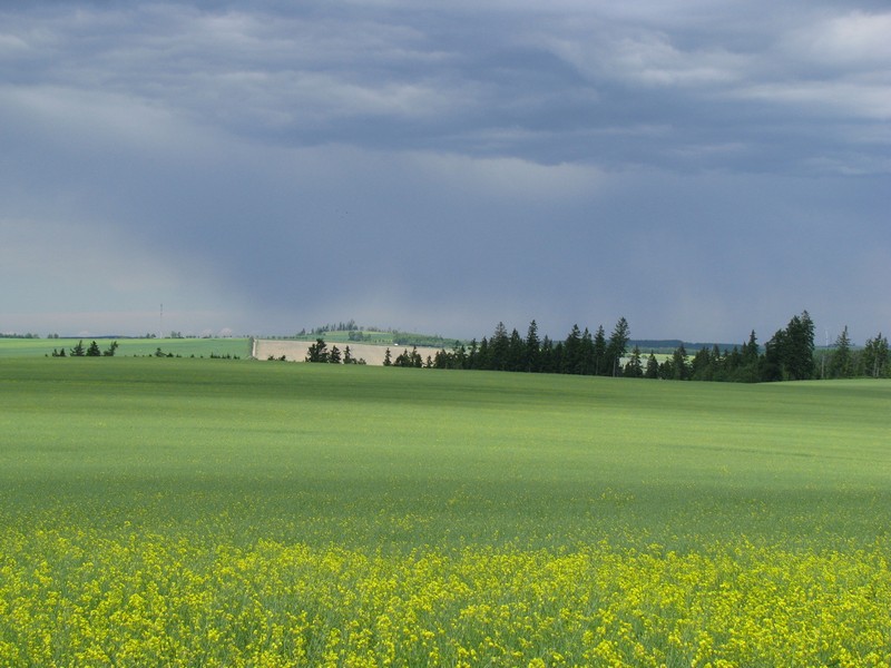 Aufziehende Regenfront nordstlich der Strae K 102, in der Nhe von Neundorf (SOK), 11.06.2010