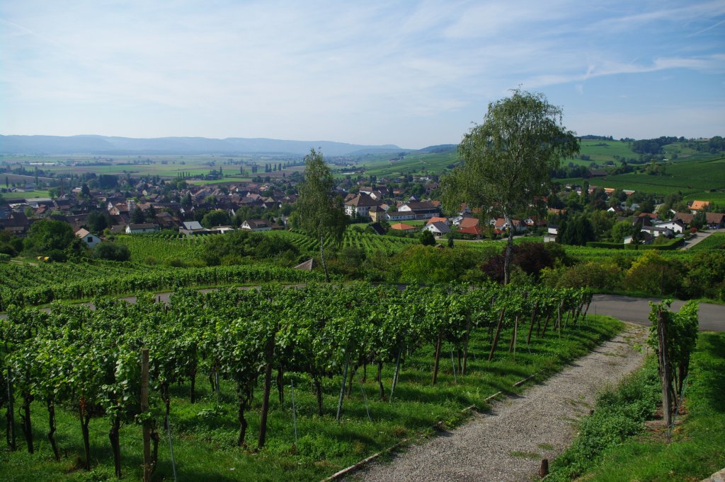 Aussicht auf Hallau im Klettgau, Kanton Schaffhausen (11.09.2011)