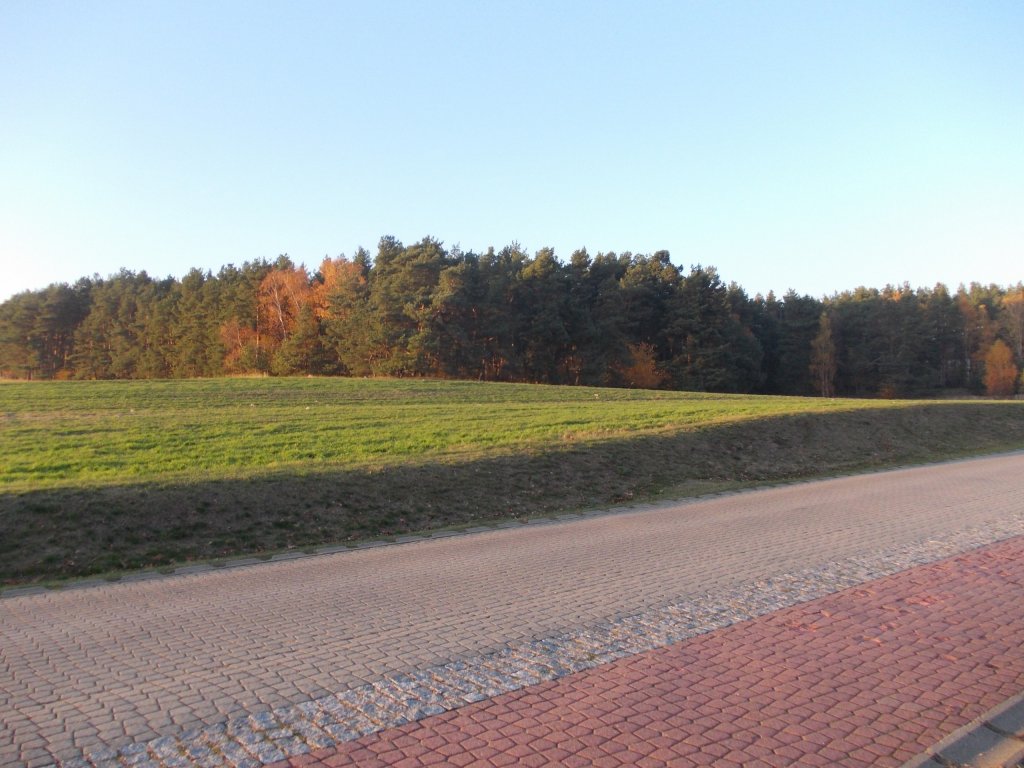 Bad Belzig 14.11.12 der Blick von der Rosa-Luxemburg-Strae auf ein Waldstck