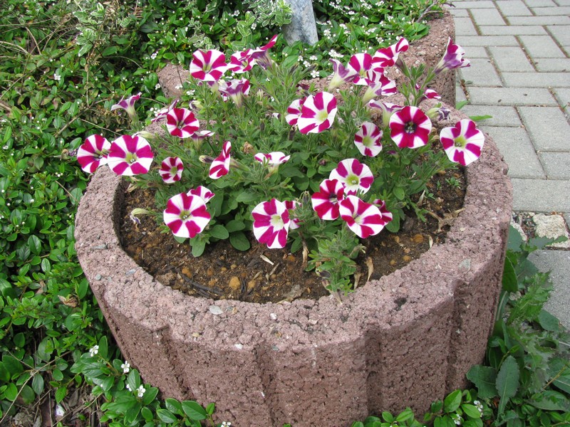 Bad Lobenstein (SOK); dieses sehr schne Blumenarrangement habe ich am Parkplatz bei  Photo-Knig  gesehen, Lobenstein 08.06.2010