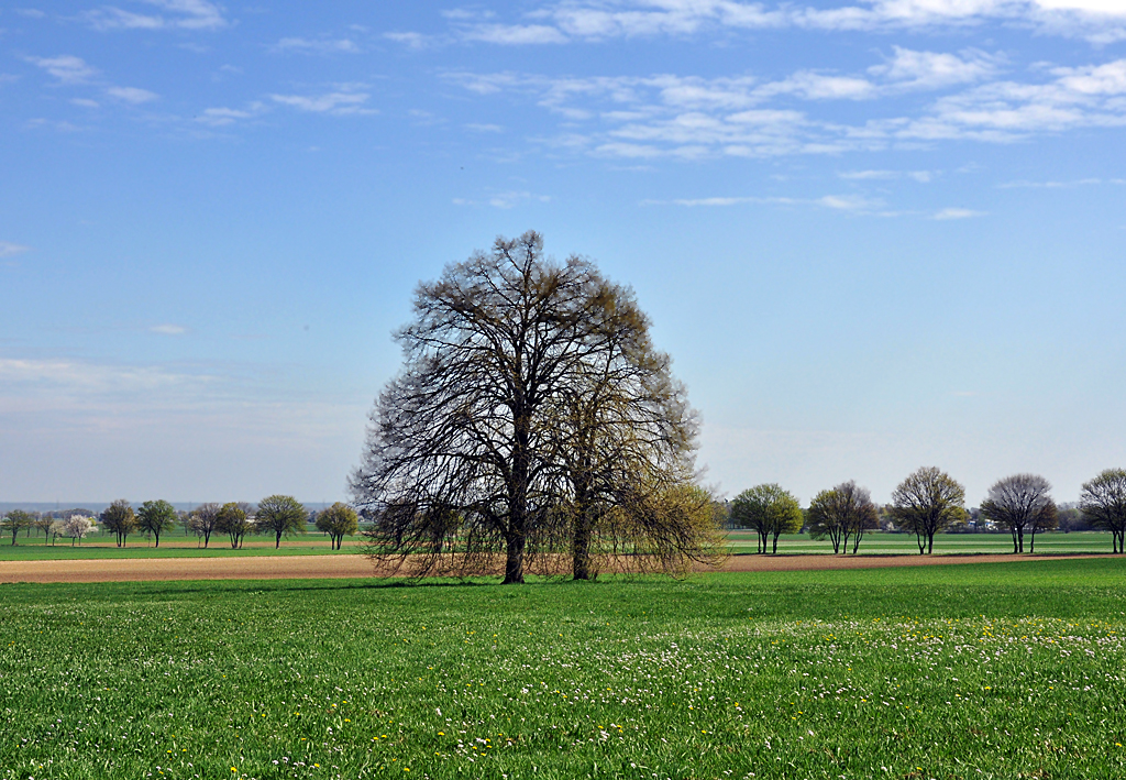 Bume und frisches Grn im Frhling bei Euskirchen - 25.04.2013