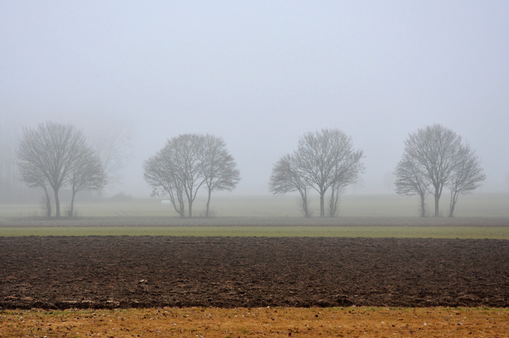 Bume im Morgennebel bei Euskirchen - 01.03.2012