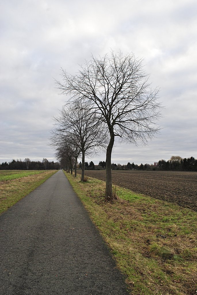 Bume in der Winter 2011 (16. Januar, in Lehrte.