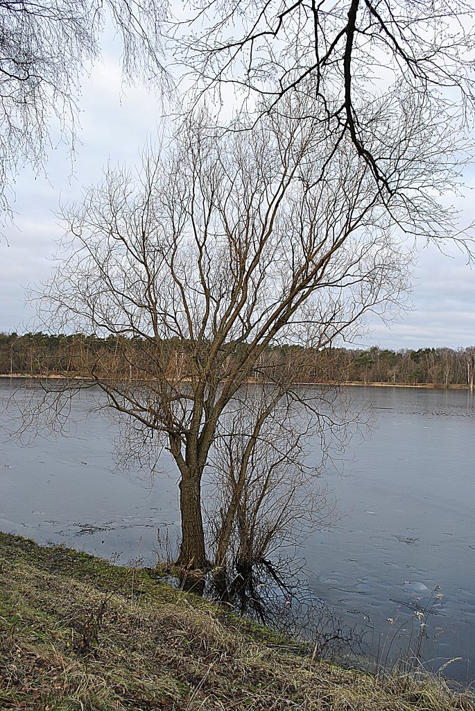 Baum an Blauen See, am 16.01.2010 in Lehrte.