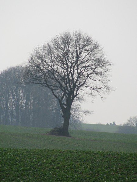 Baum an der Strae Ratzeburg-Schnberg, bei Schlagresdorf (Nordwestmecklenburg) 24.03.2010