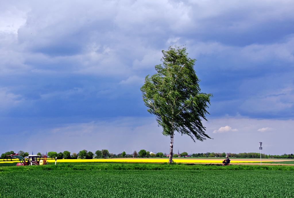 Baum, Felder und dstere Wolken bei Euskirchen-Flamersheim - 04.05.2012