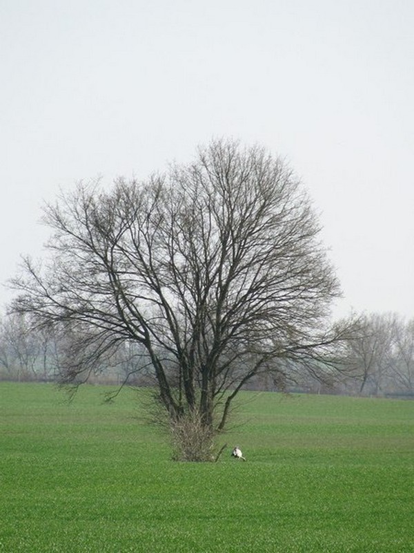 Baum und Kranich westlich von Lbsee [NWM] an der Strae von Menzendorf nach Lbsee, 07.04.2010
