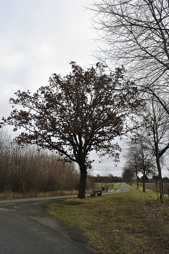 Baum der seine Bltter noch nicht verloren hat, am 16.01.2011 in Lehrte.