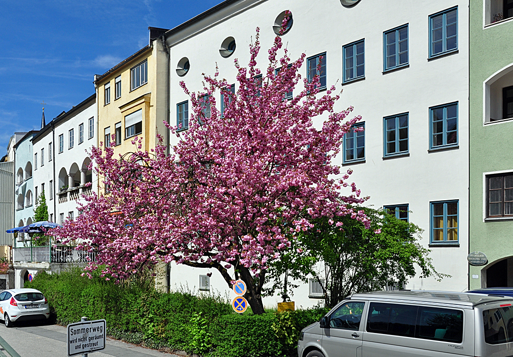 Baumblte in Wasserburg am Inn - 27.04.2012