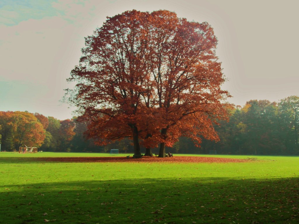 Baumgruppe auf Krefelder Stadtwaldwiese im Herbst 2012.