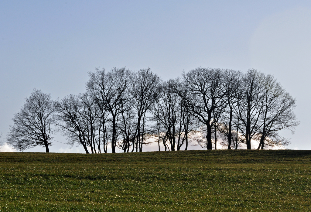 Baumgruppe  entlaubt  im Herbst bei Euskirchen - 09.12.2011