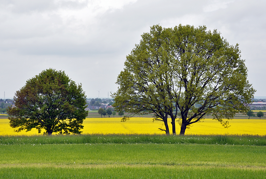 Baumpaar zwischen Wiese und Rapsfeld am Billiger Wald bei Euskirchen - 18.05.2013