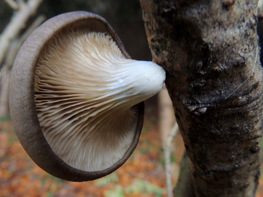 Baumpilz mit Lamellen hat zum Vergleich seiner Gre nur einen kleinen Haltepunkt am fast senkrechten Baumstamm; 121109