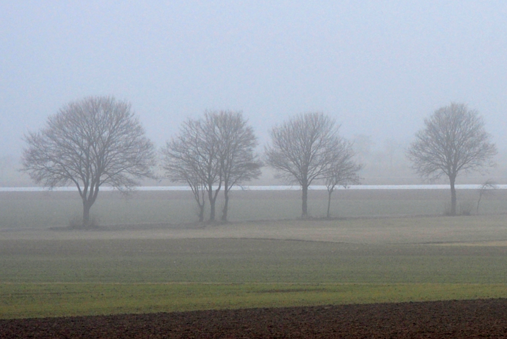 Baumreihe im Morgennebel bei Euskirchen - 01.03.2012