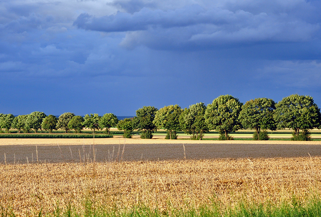 Baumreihe zwischen Sonne und Regen bei Euskirchen - 06.08.2012