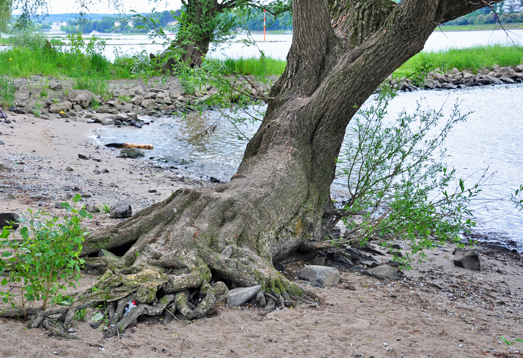 Baumwurzel (sieht aus wie eine Hand, die sich am Boden festkrallt) am Rhein bei Bonn-Oberkassel - 30.05.2010