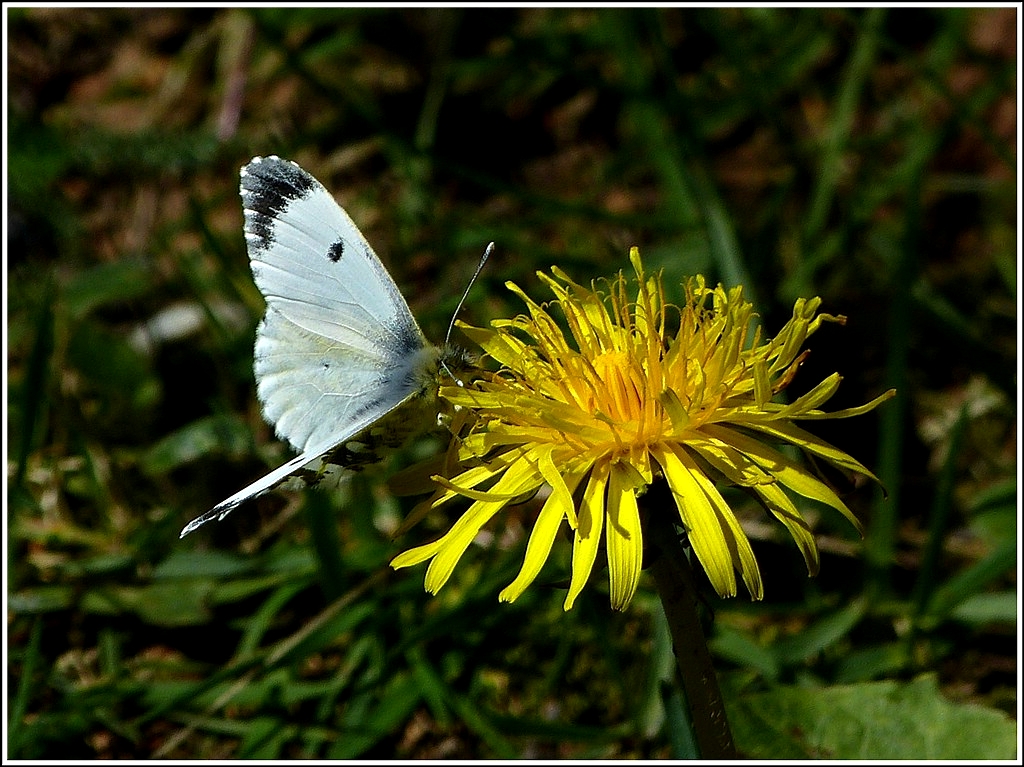 Besuch beim Lwenzahn. 29.04.2012 (Jeanny)