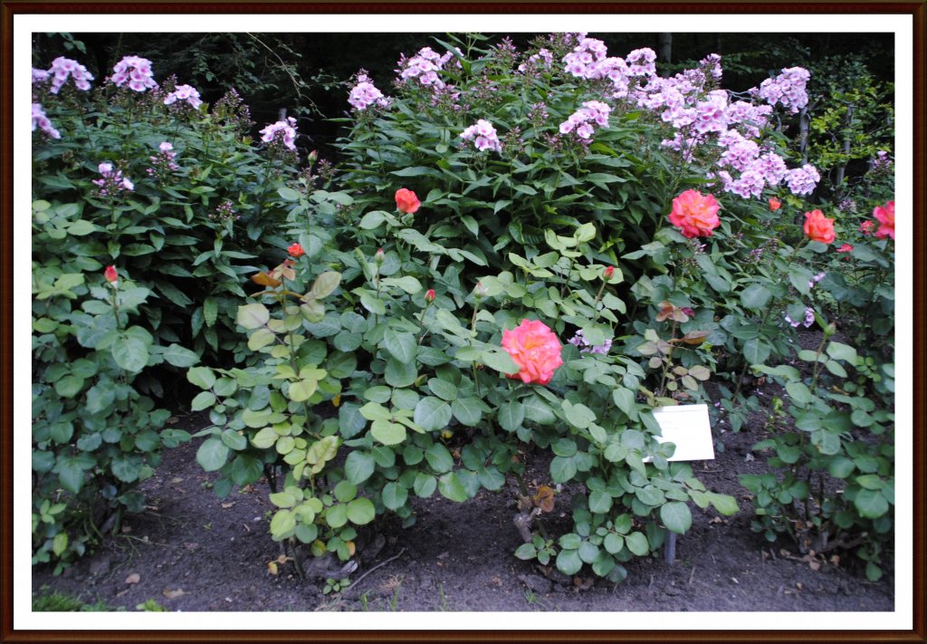 Bilder von Rosengarten in 25421 Pinneberg/Hamburg, am 18.07.2010.