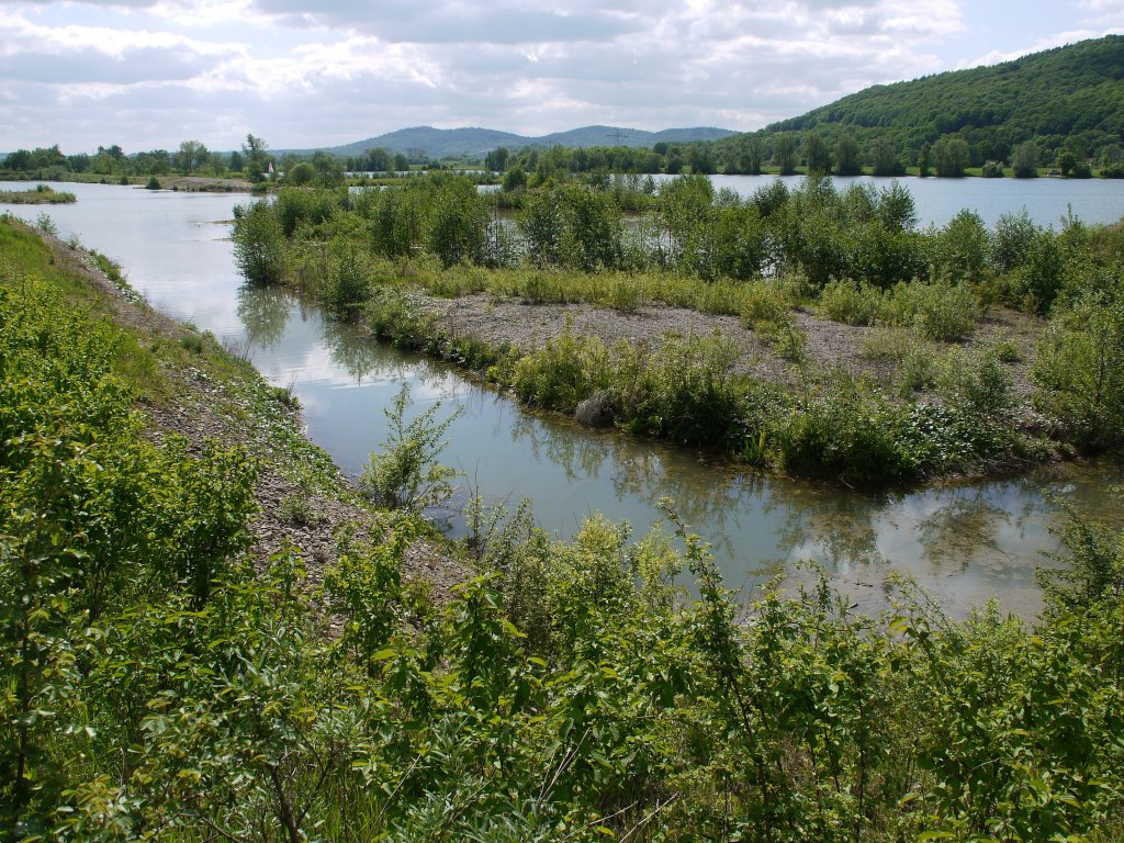 Biotop am Schnbrunner See (zwischen Schnbrunn und Reundorf), im Hintergrund die Eierberge; 12.05.2012
