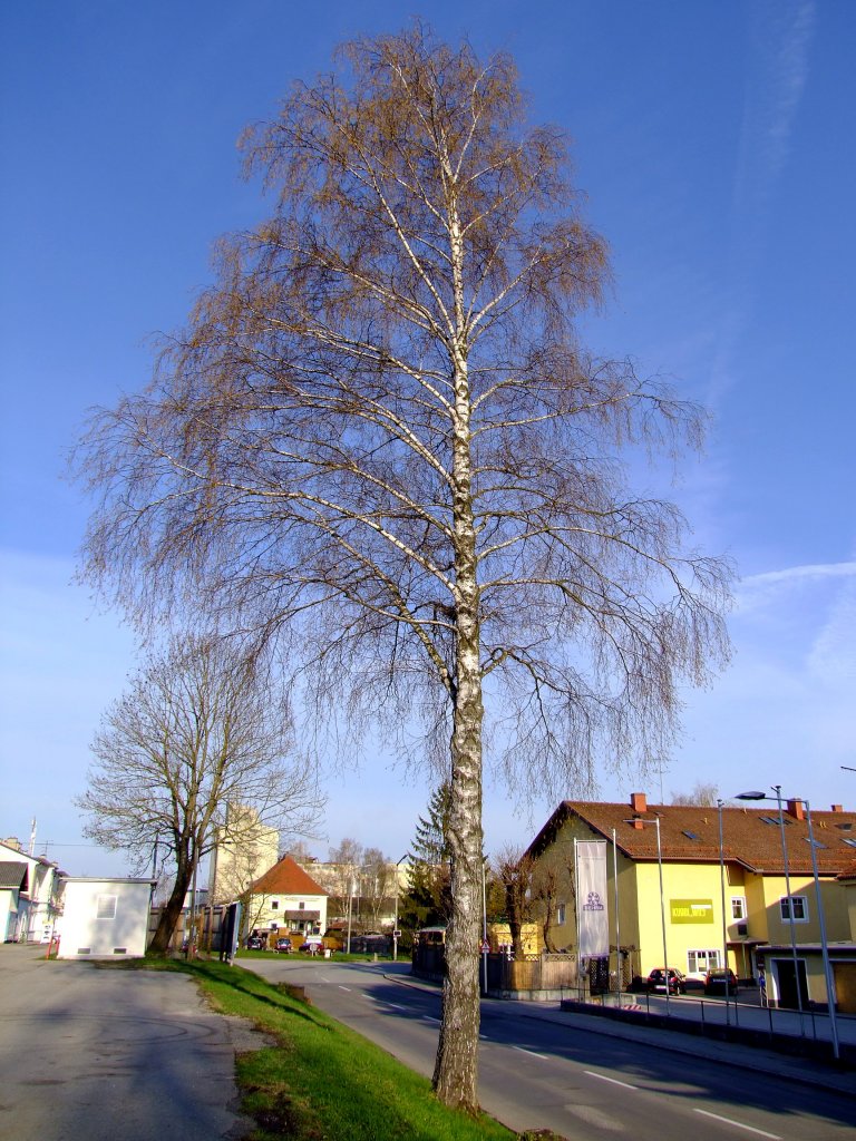 Birke(lat.Betula) ist mit BB_17625 gekennzeichnet; 120409