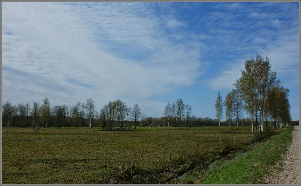 Birkenlandschaft im Soomaa rahvuspark.
(03.05.2012)