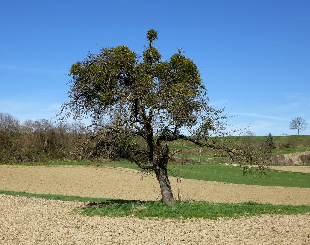 Birnbaum mit Misteln - oder eher umgedreht? April 2013