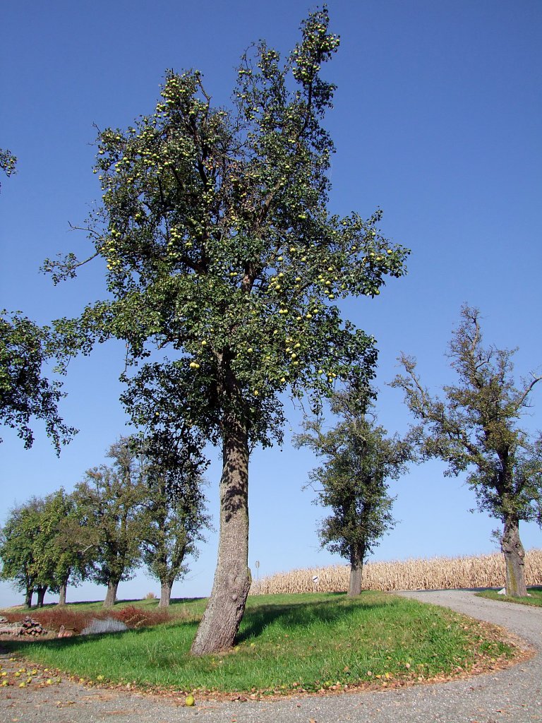 Birnbaum mit seinen Frchten, welche schon zu Boden fallen, und oft gar nicht mehr verwendet werden;111023