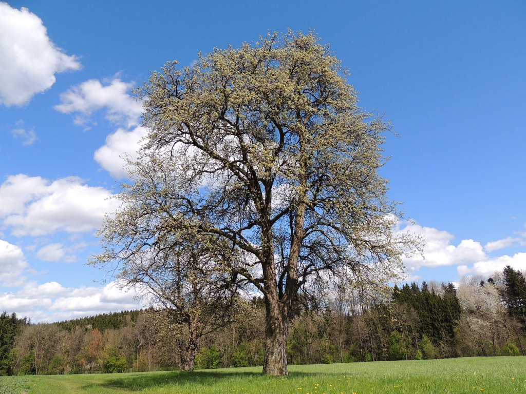 Birnbaum setzt zur Blte an;120421