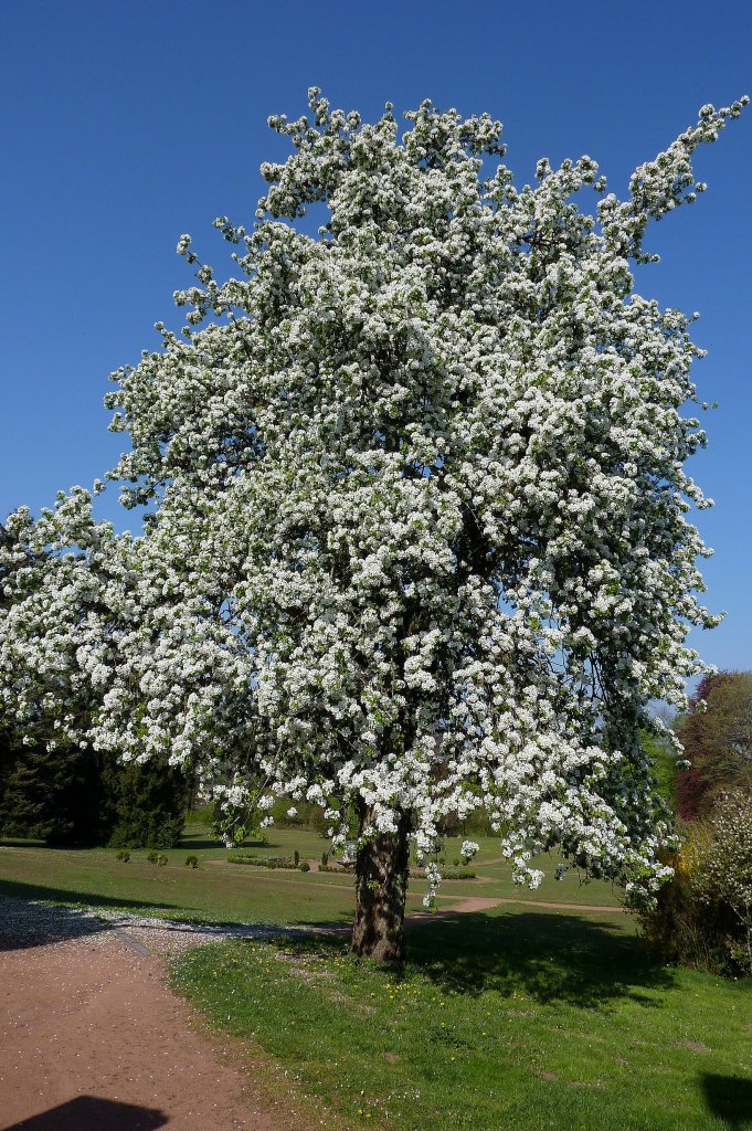 Birnbaum in voller Blte im Schlopark von Trippstadt/Pfalz, April 2011