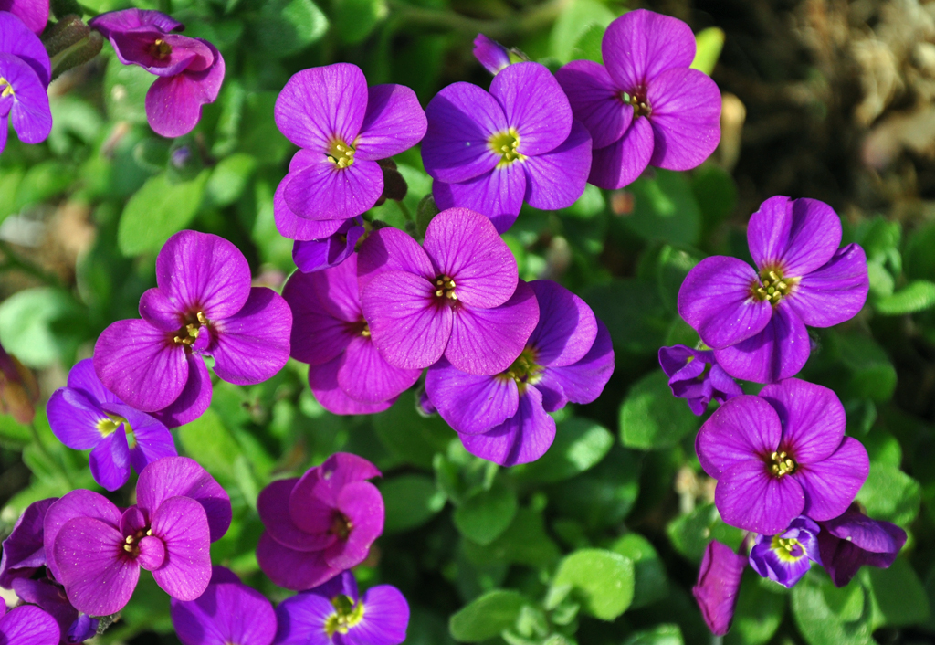 Blaukissen (Aubriete) - Euskirchen 05.05.2011