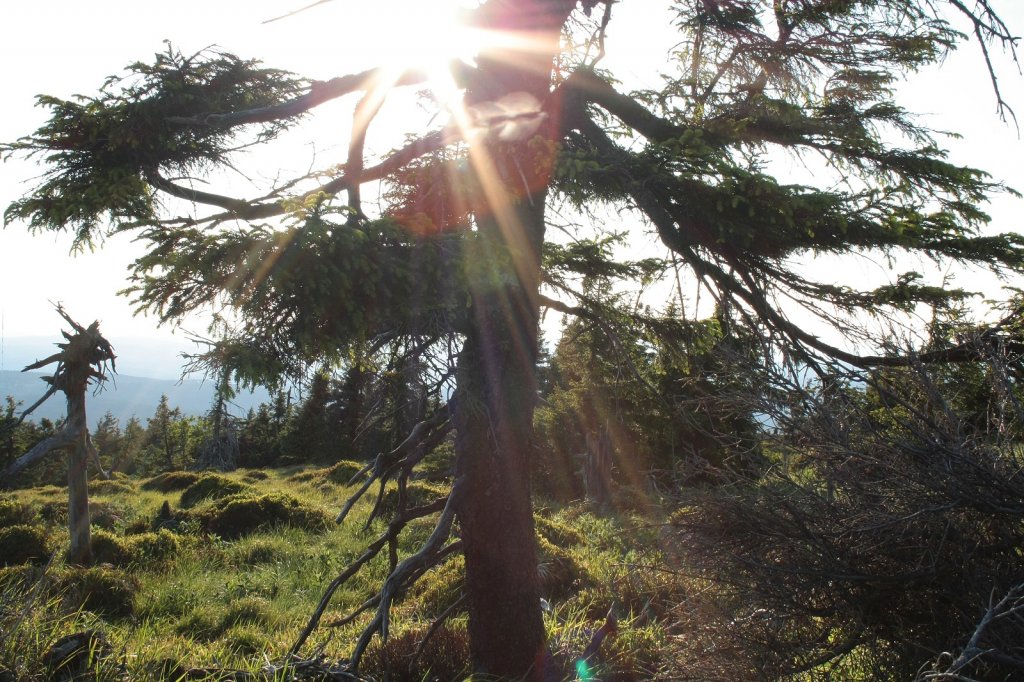 Blick in die Abendsonne, die in einer Brockenfichte steht. Aufnahme vom Rundwanderweg auf dem Brockengipfelplateau am 30.05.2011.