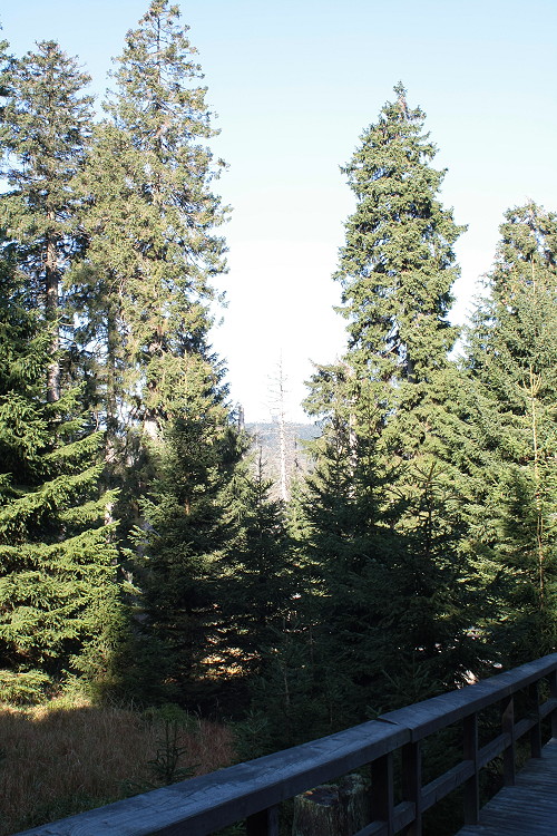 Blick am 24.09.2011 vom  Urwaldsteig  am Brocken auf 300 - 400 Jahre alte Brockenfichten